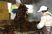 ���ʂ��ʐ^1